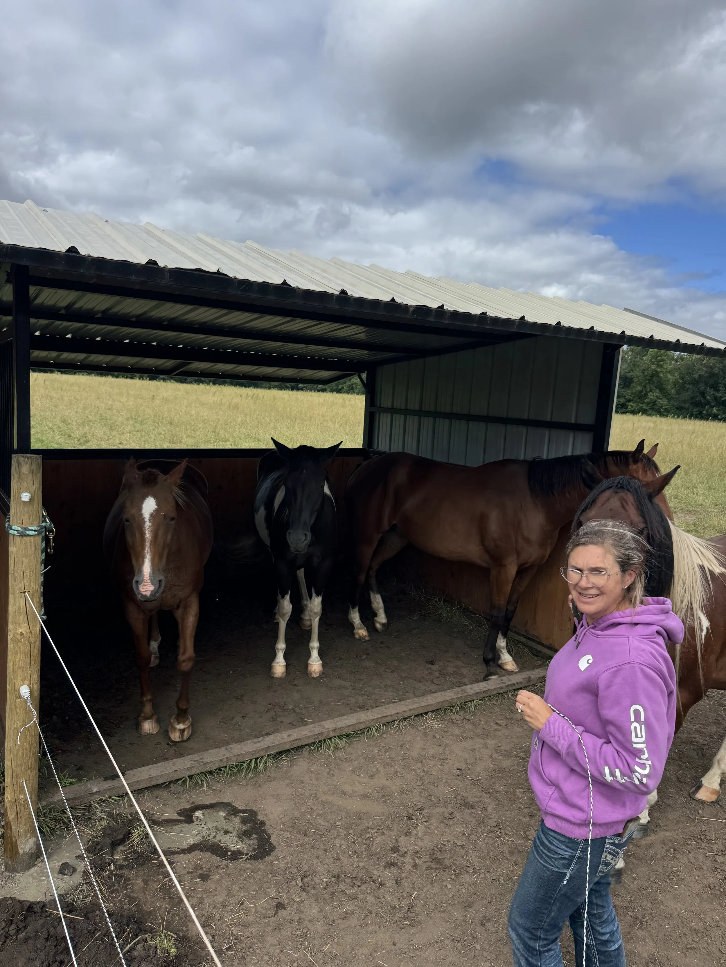 3 horses on one side of the shelter
