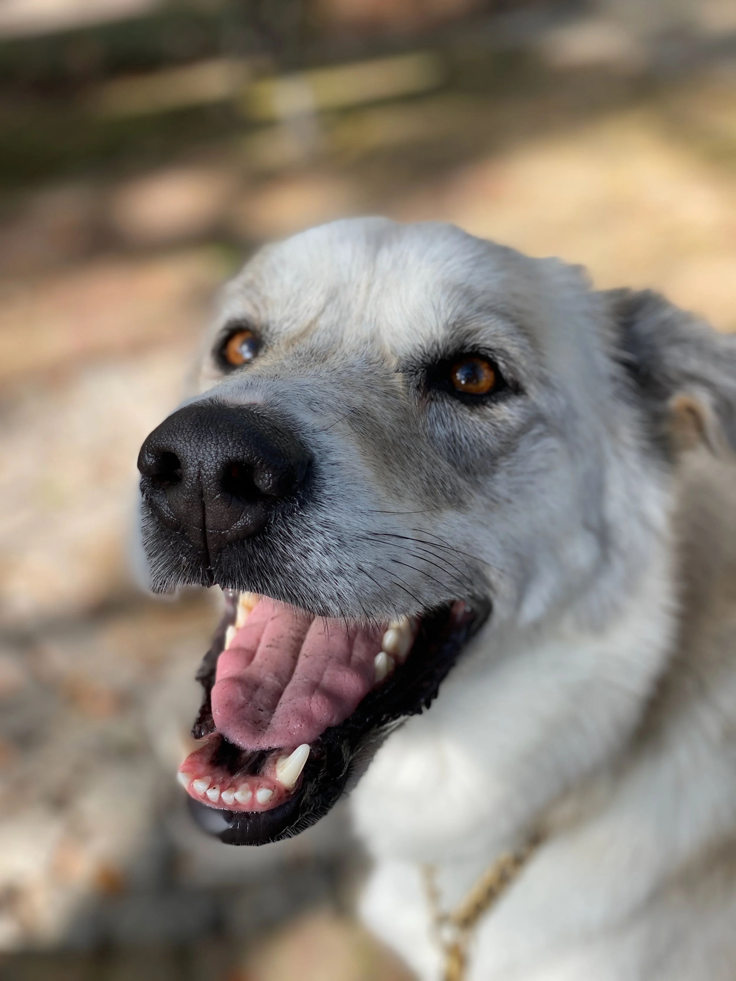 A dog with light gray and white fur, brown eyes, and an open mouth showing teeth, outdoors with blurred natural background.