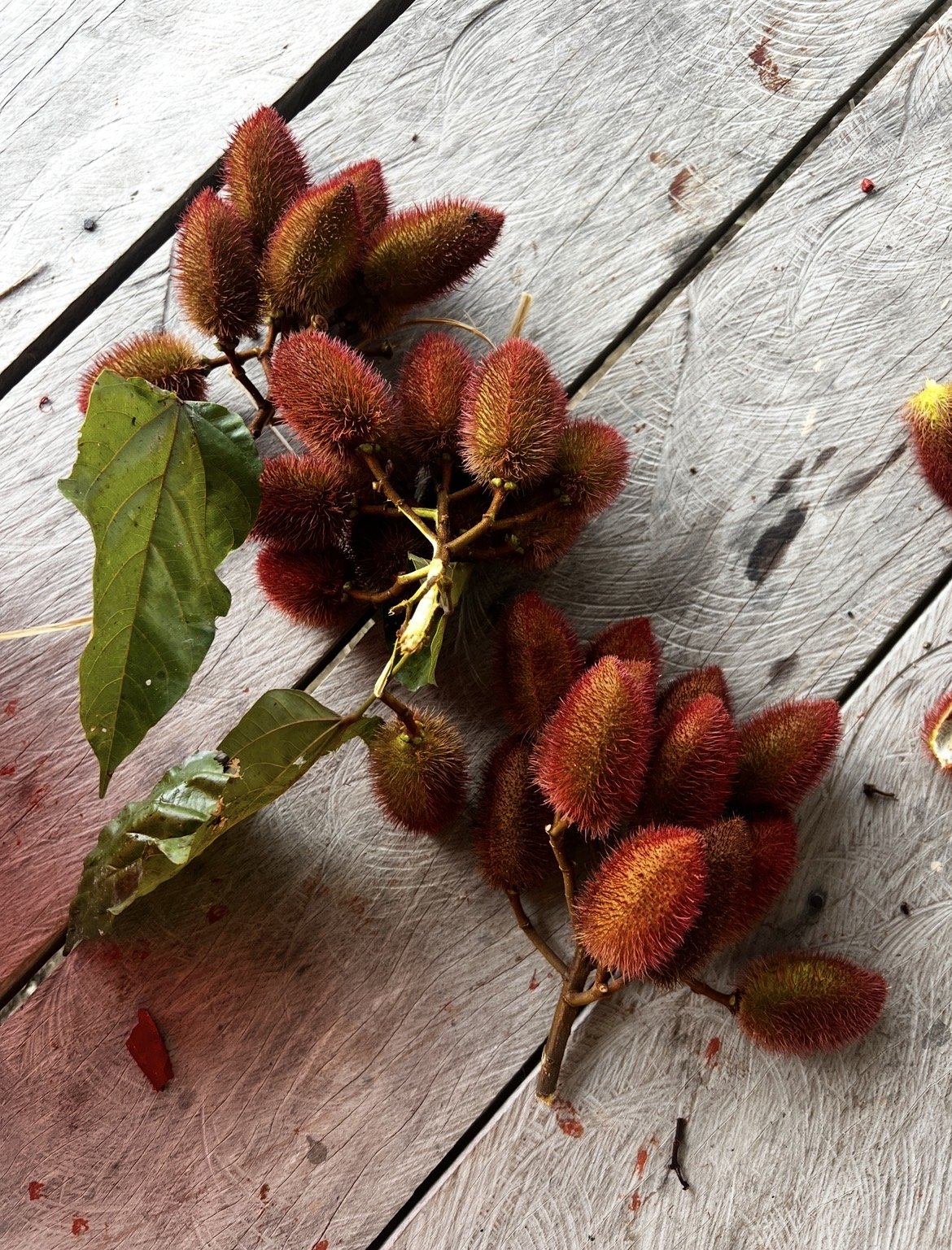 Close-up of a branch of urucum seed pods with green leaves on a weathered wooden surface.