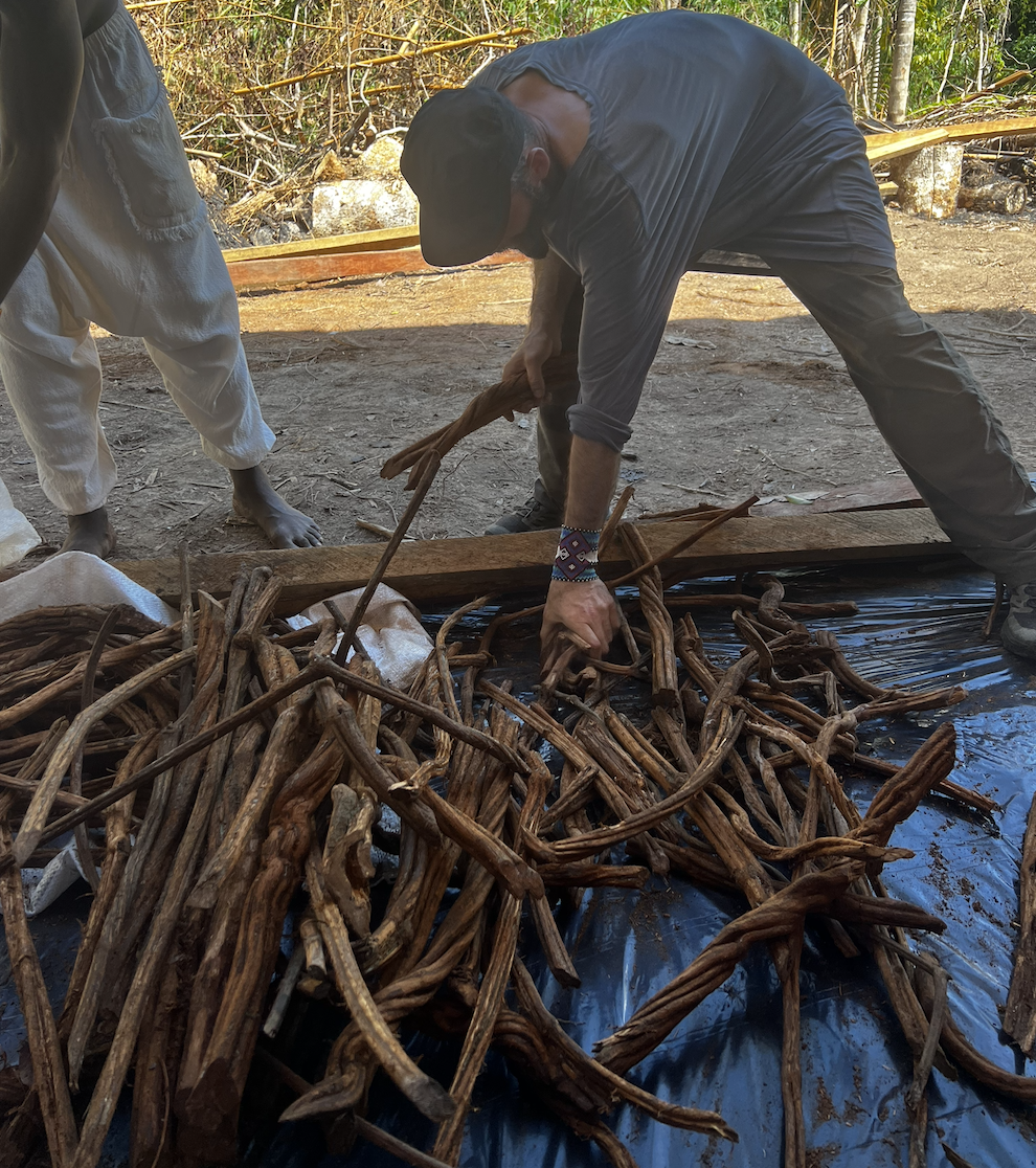 A man bending over, working with ayahuasca vines outdoors on a black plastic sheet, with another person nearby in the background. The scene appears to be in a natural, wooded area.