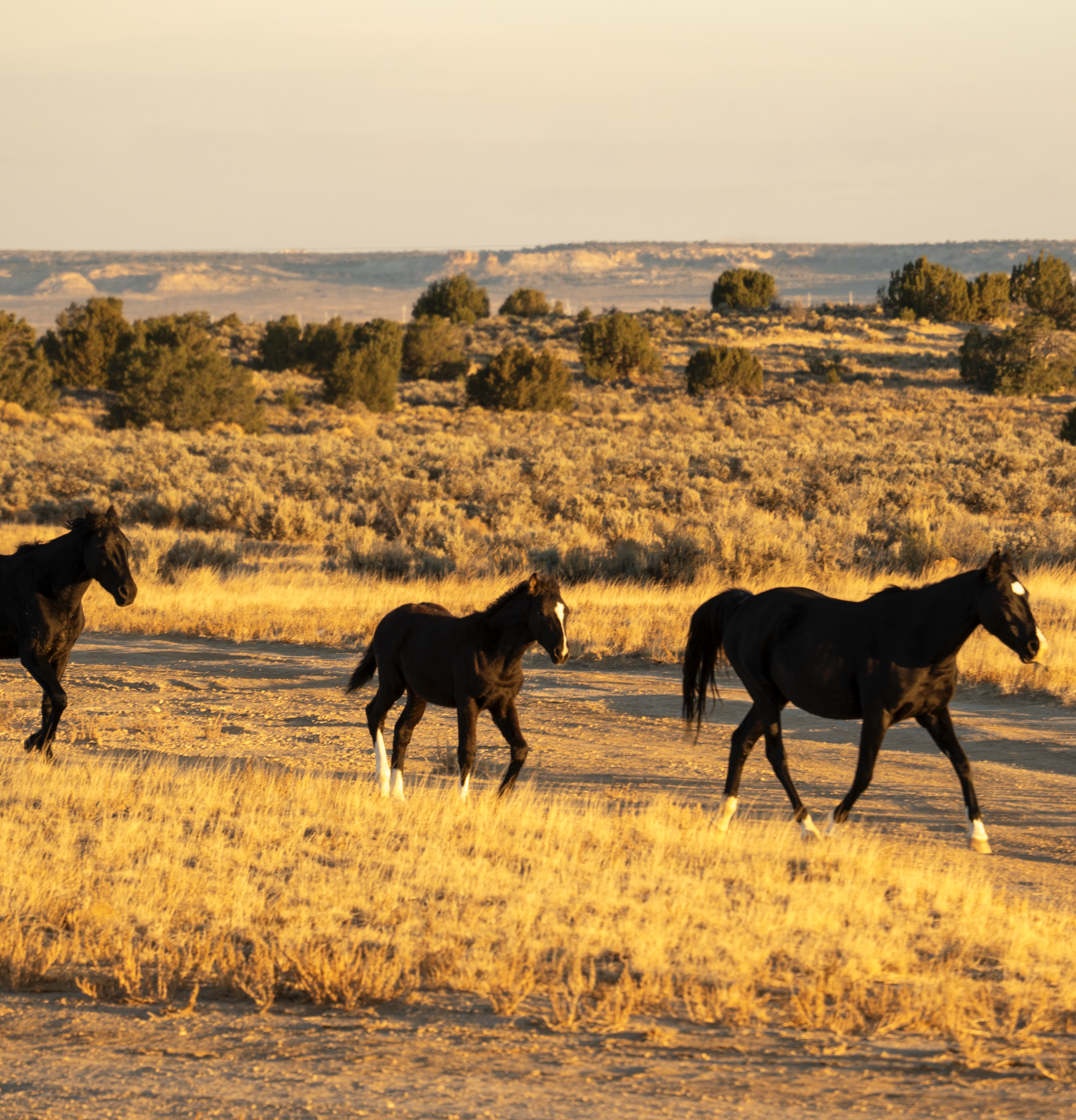 Freedom_Box Thumbnail.png