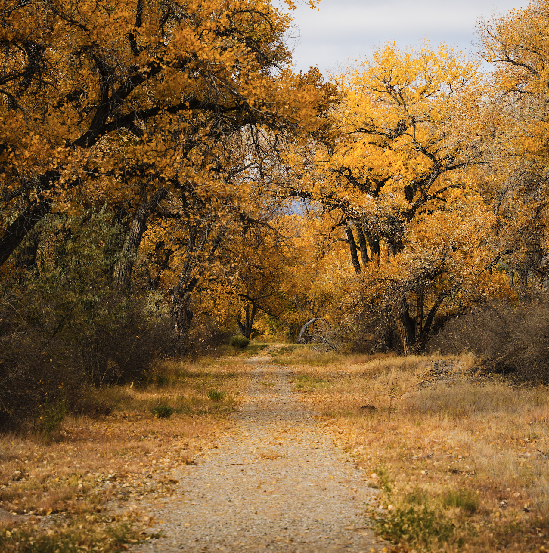 The Sounds of Fall Box Thumbnail.png