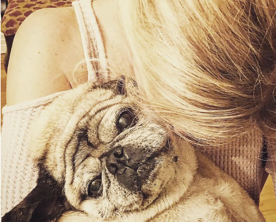 A woman holding a cute pug dog cuddled into her and looking at the camera