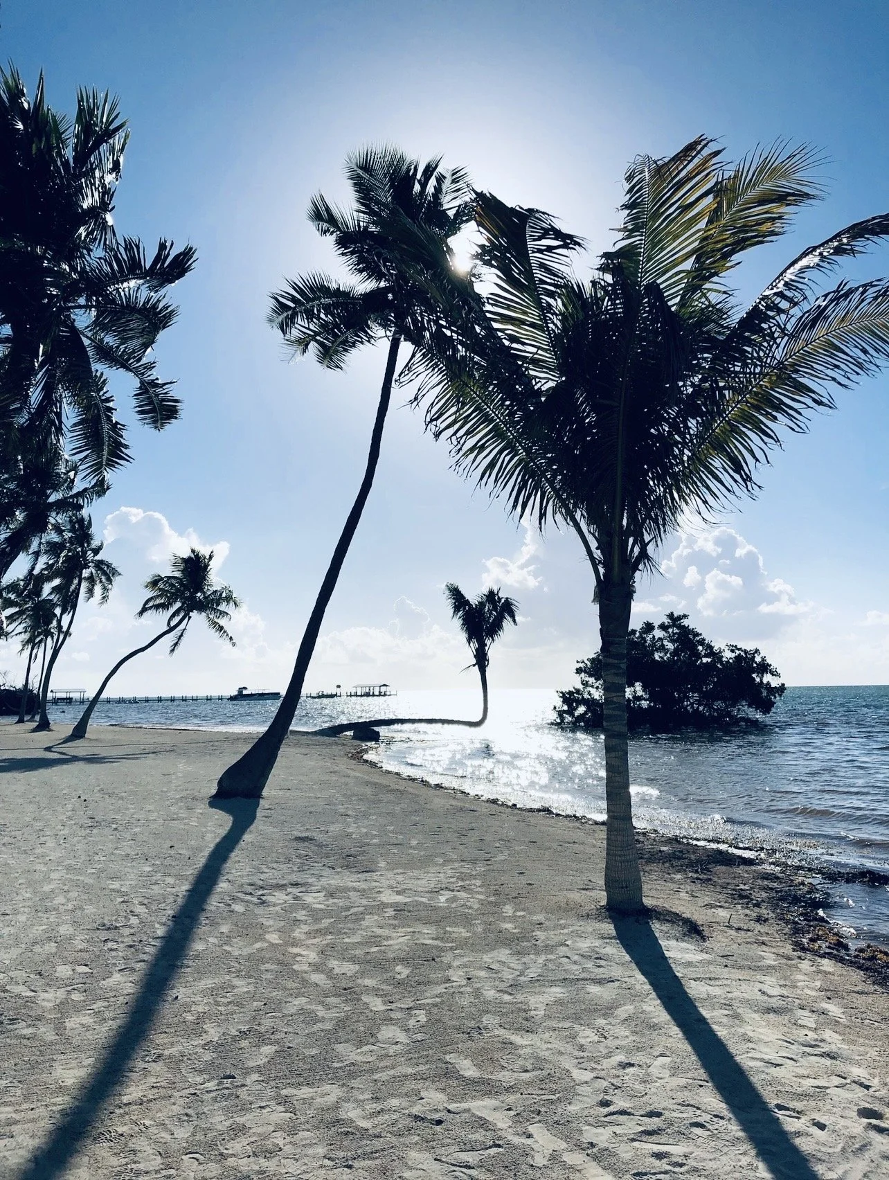 Palms in the Psalms