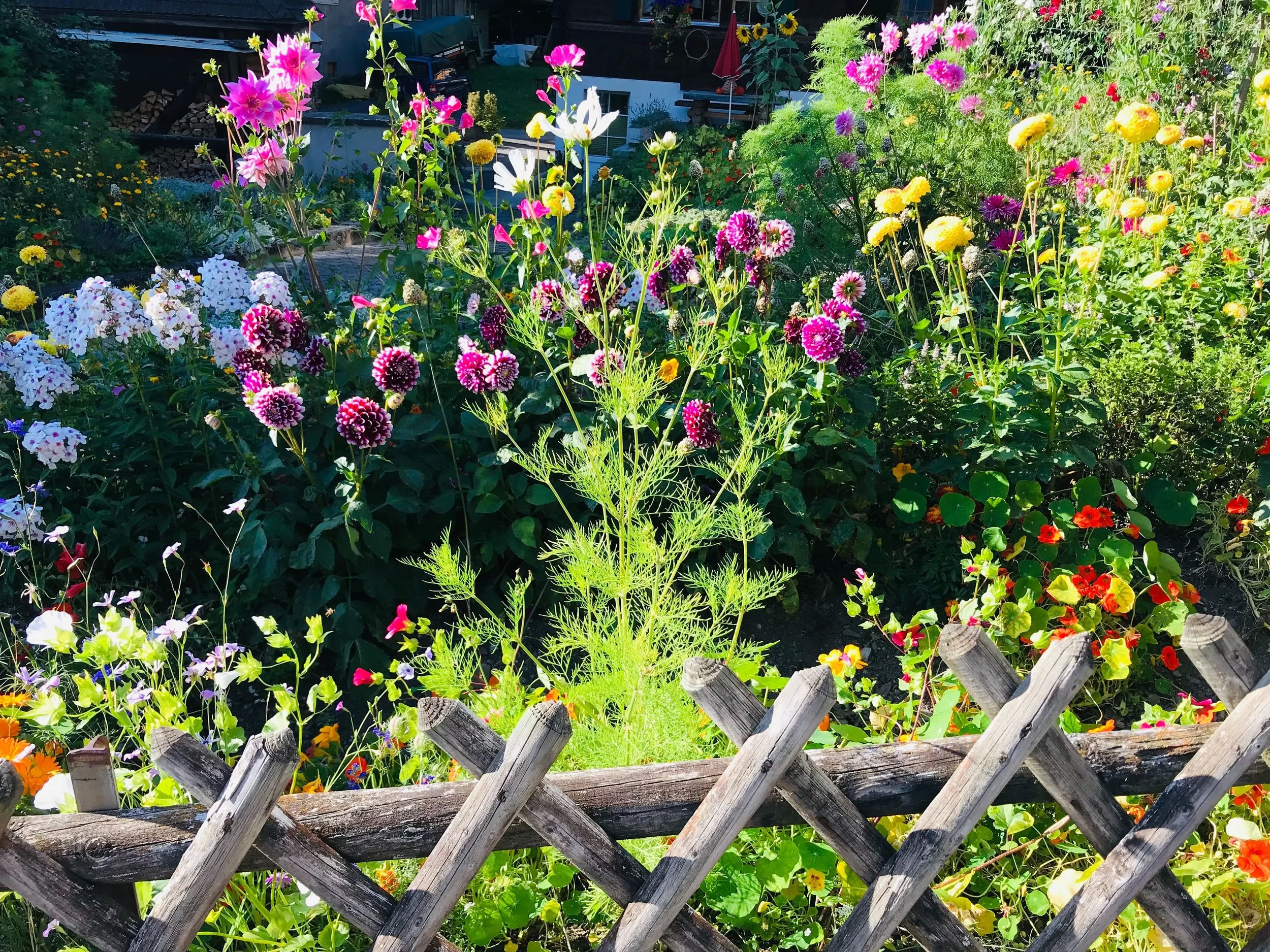 Bright, colorful garden of different flowers and a wooden fence