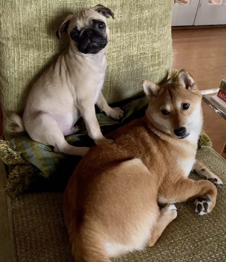 Kirsten's dogs, Murphy a pug, and Mochi a Shiba Inu sitting together and looking at the camera