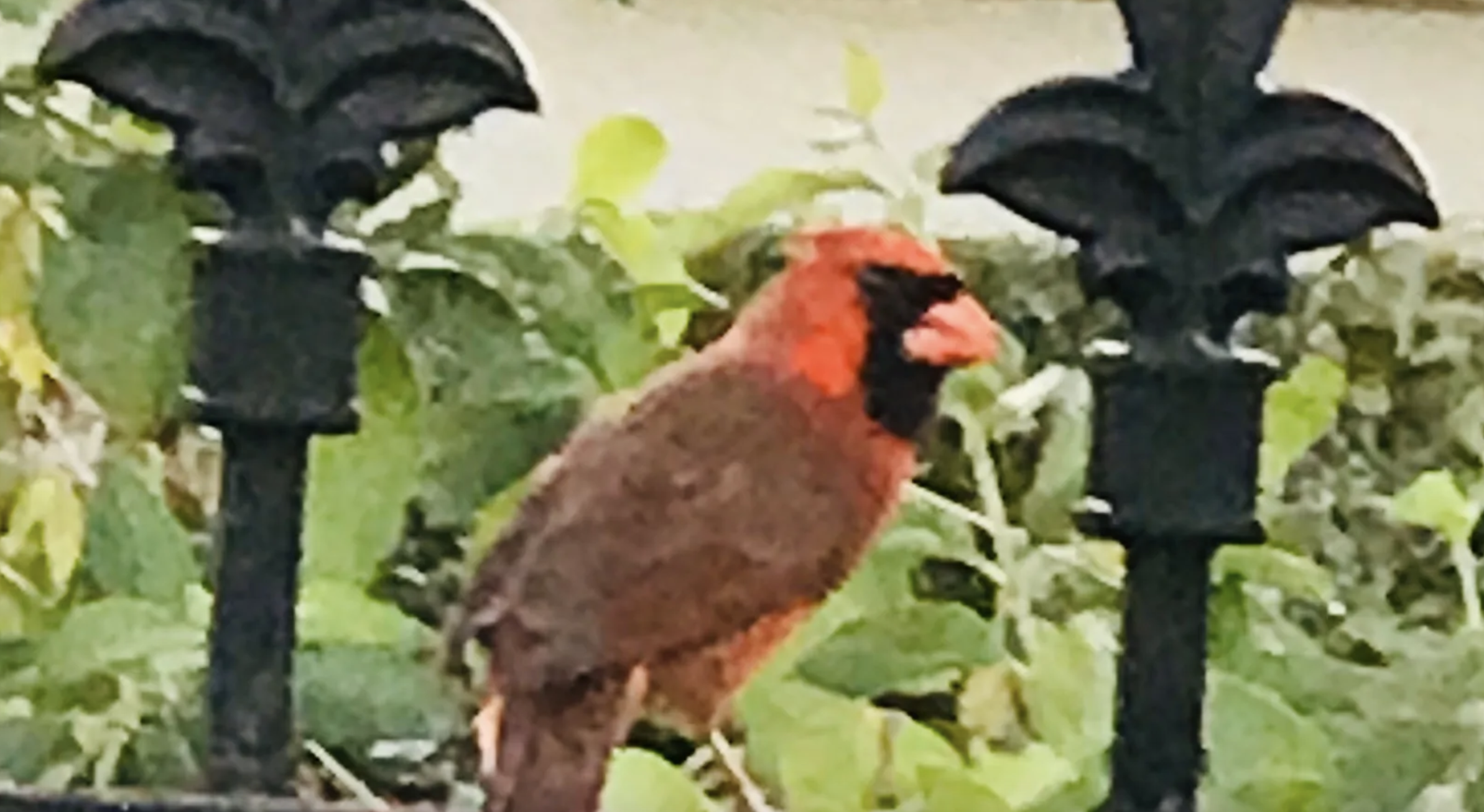 A cardinal resting on a fencepost