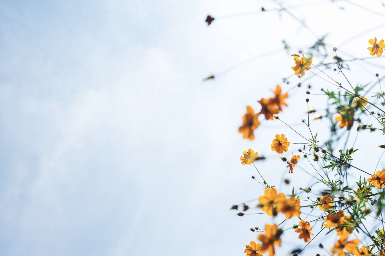 Orange yellow flowers against a soft blue sky