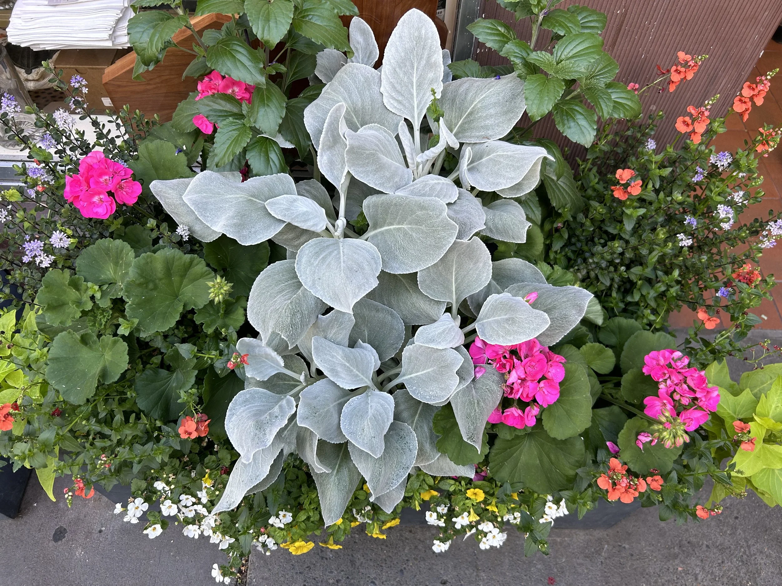 Vibrant, colorful flowers with greenery outside