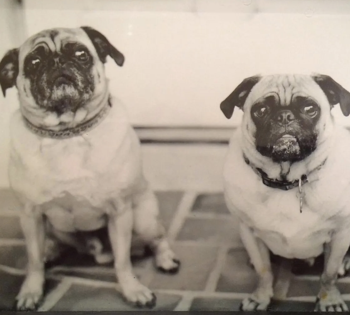 Kirsten's former pug dogs, Buddy and Duke