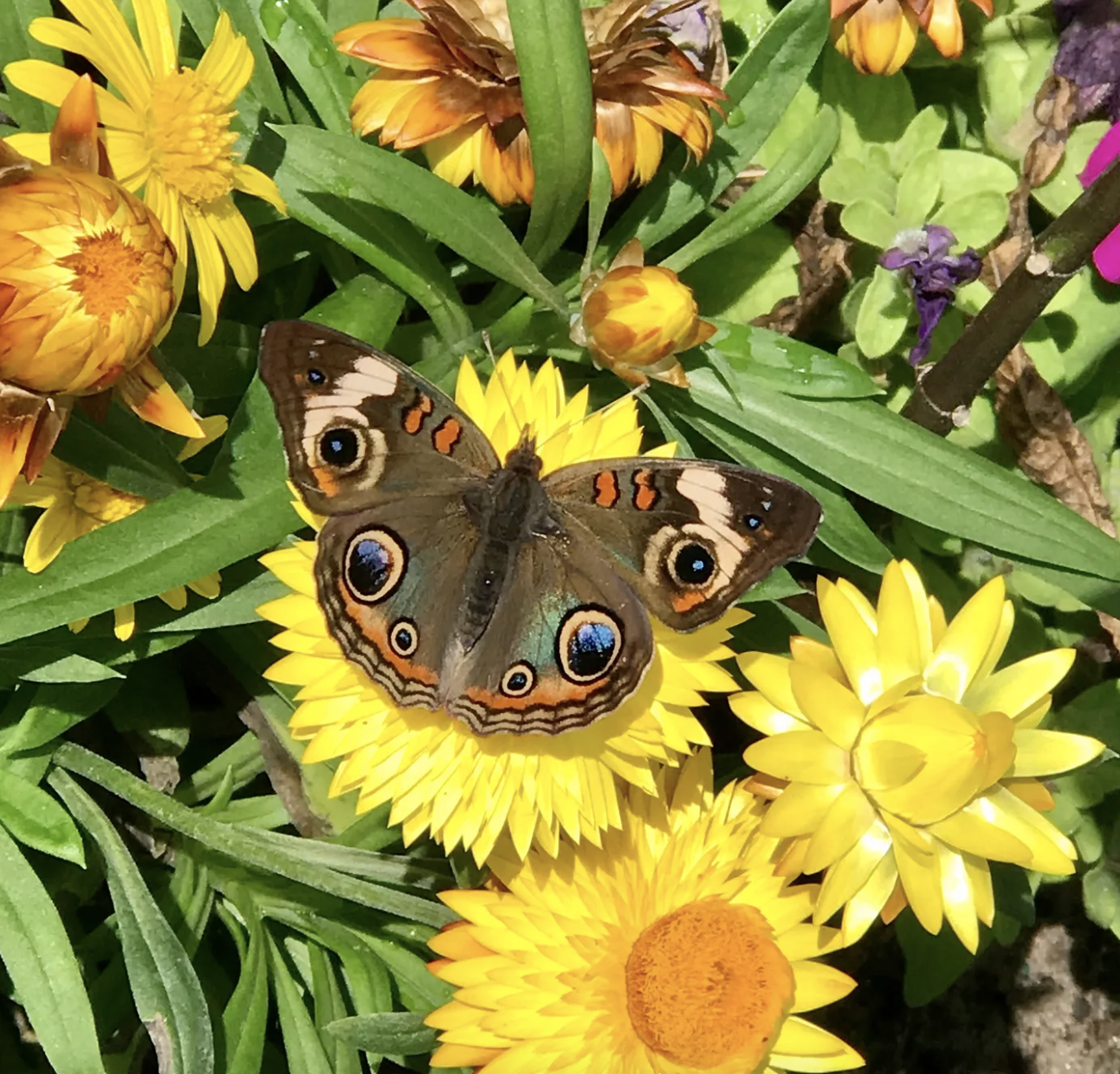 Colorful butterfly sitting on vibrant yellow flowers