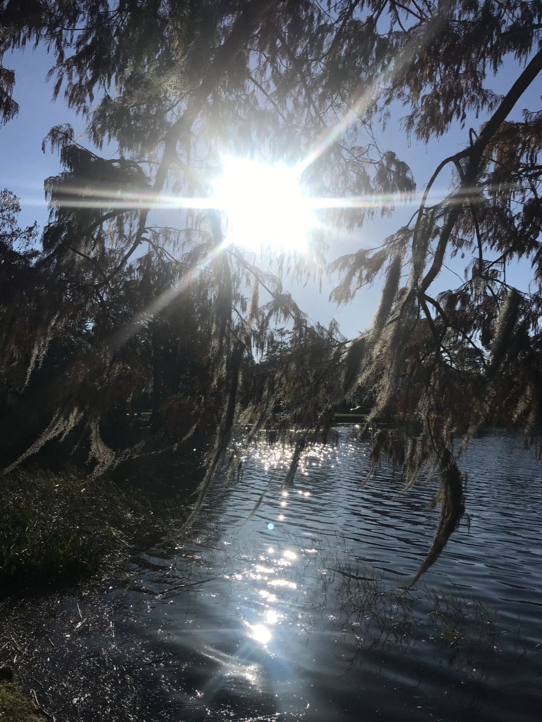 Sun shining through a tree over water