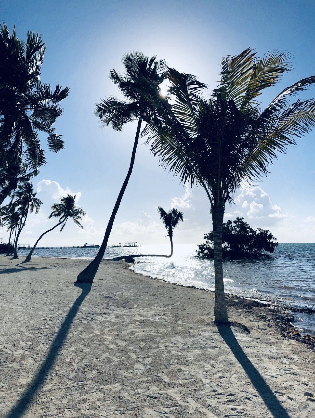 Palm trees on a sunny beach with a blue, clear sky, and sparkling ocean and a pier in the background in Florida