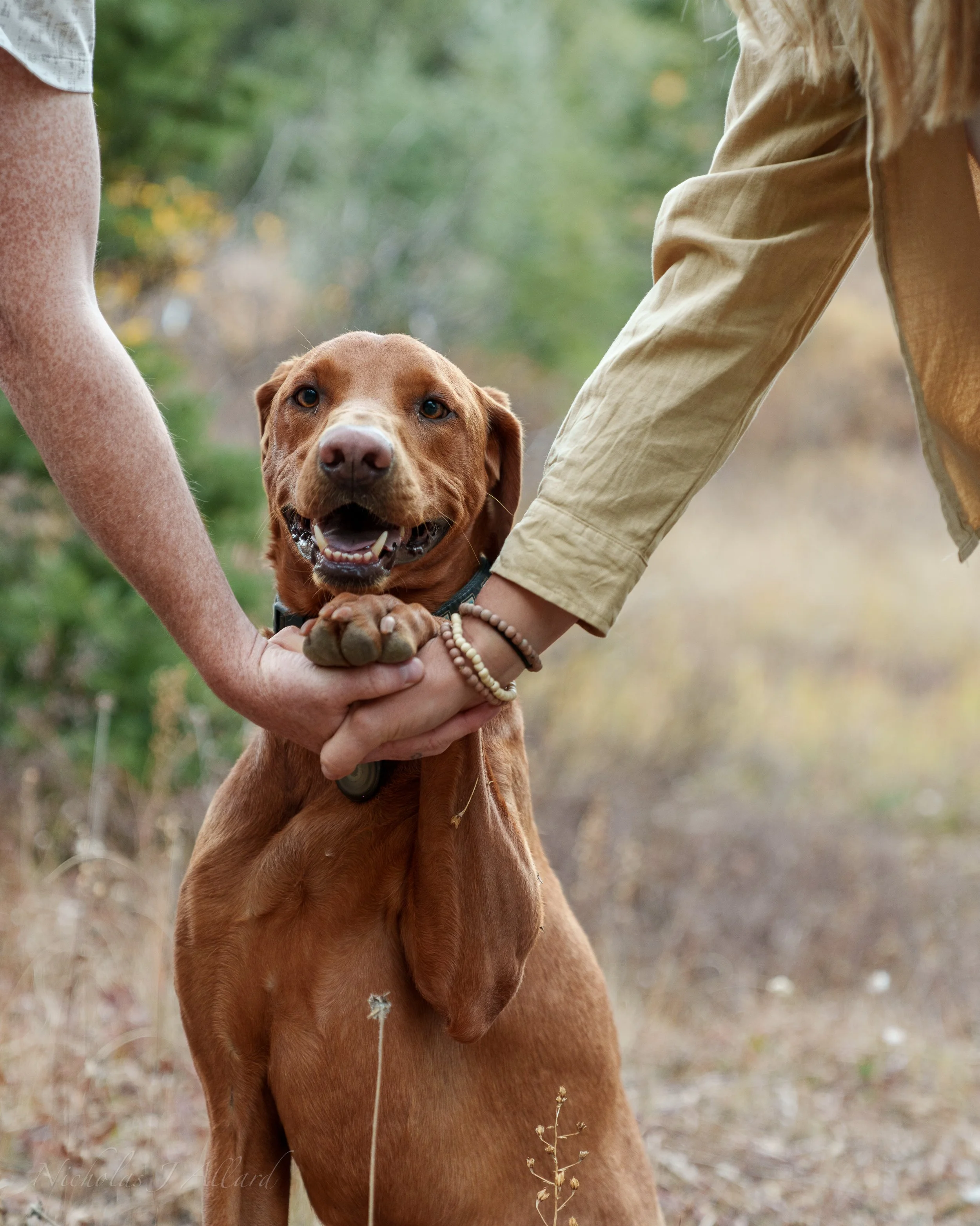 Two people holding hands with a happy brown dog in an outdoor setting with trees and grass.
