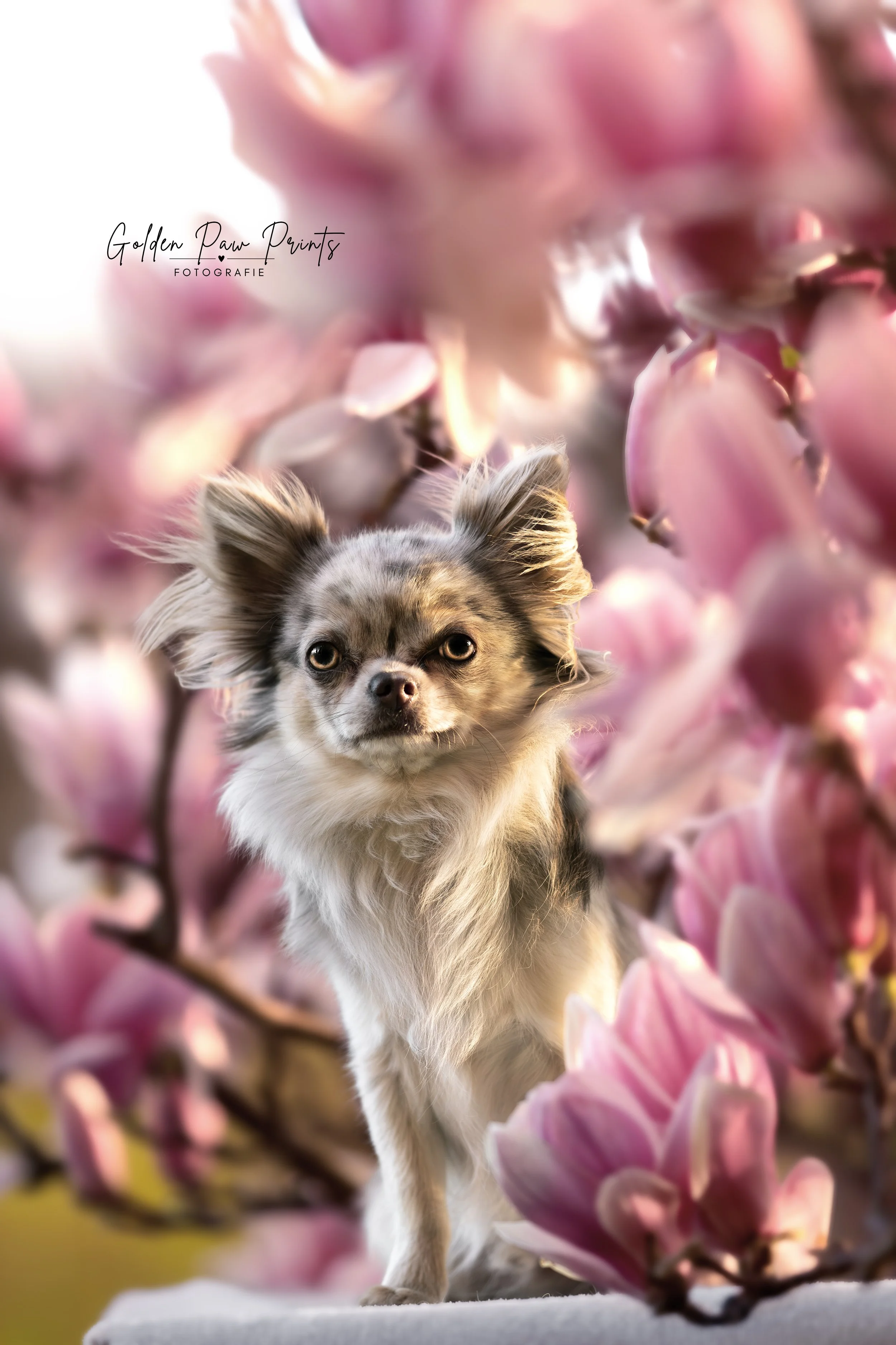 _DSC1402 Logo (natürlich).jpg