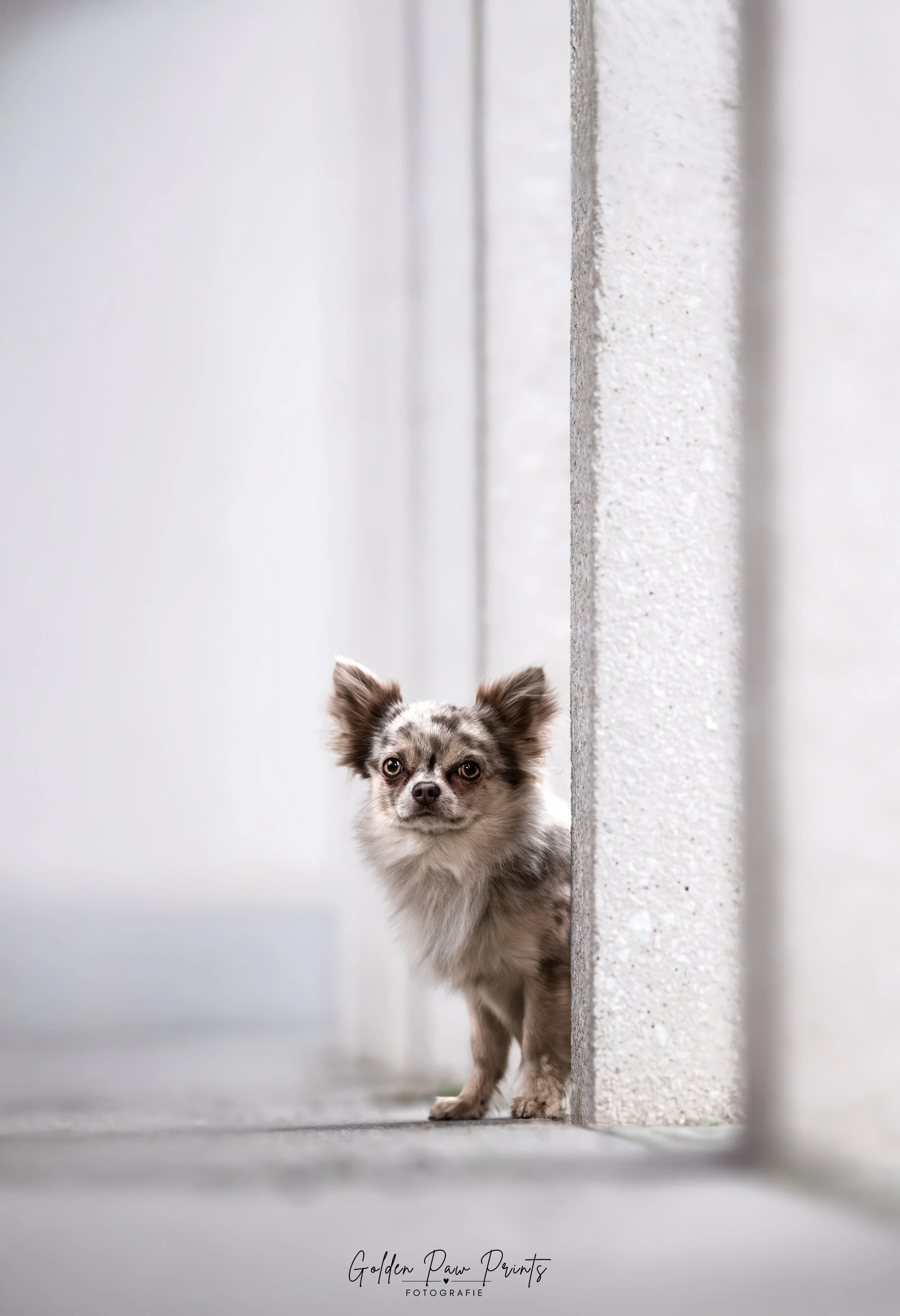 _DSC8211 (neu) Logo.jpg