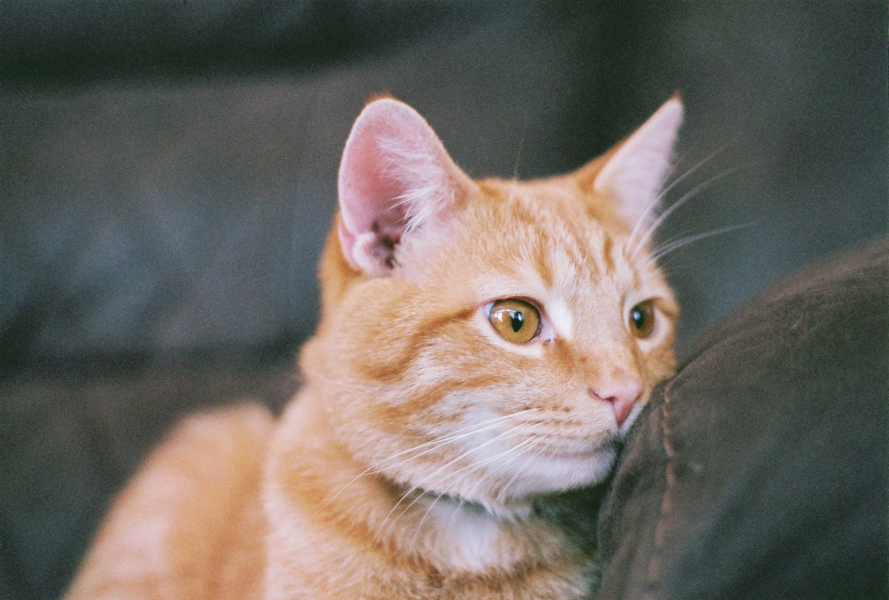 Fujicolor Superia X-TRA 400