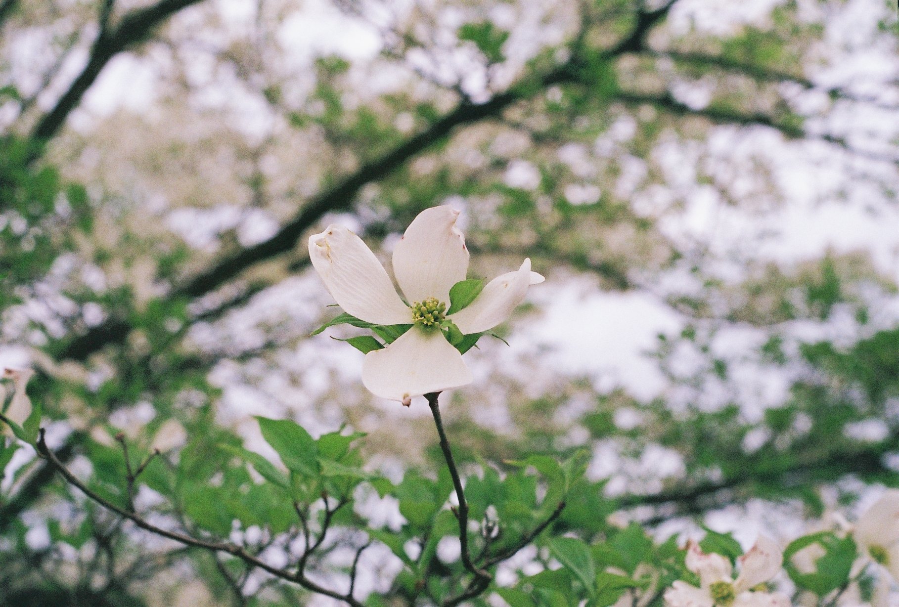 Fujicolor Superia X-TRA 400