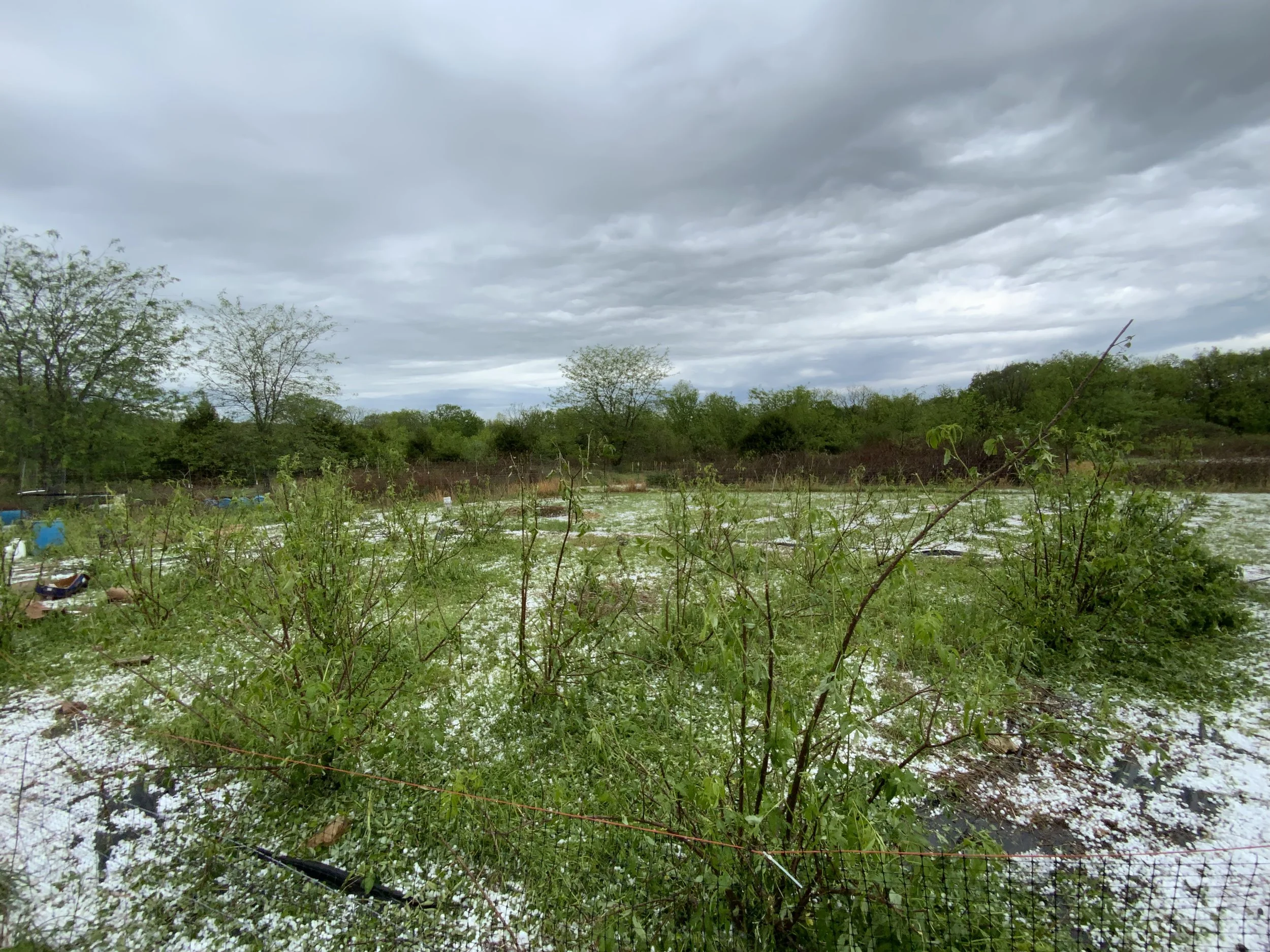 The bare elderberry trees after the hail