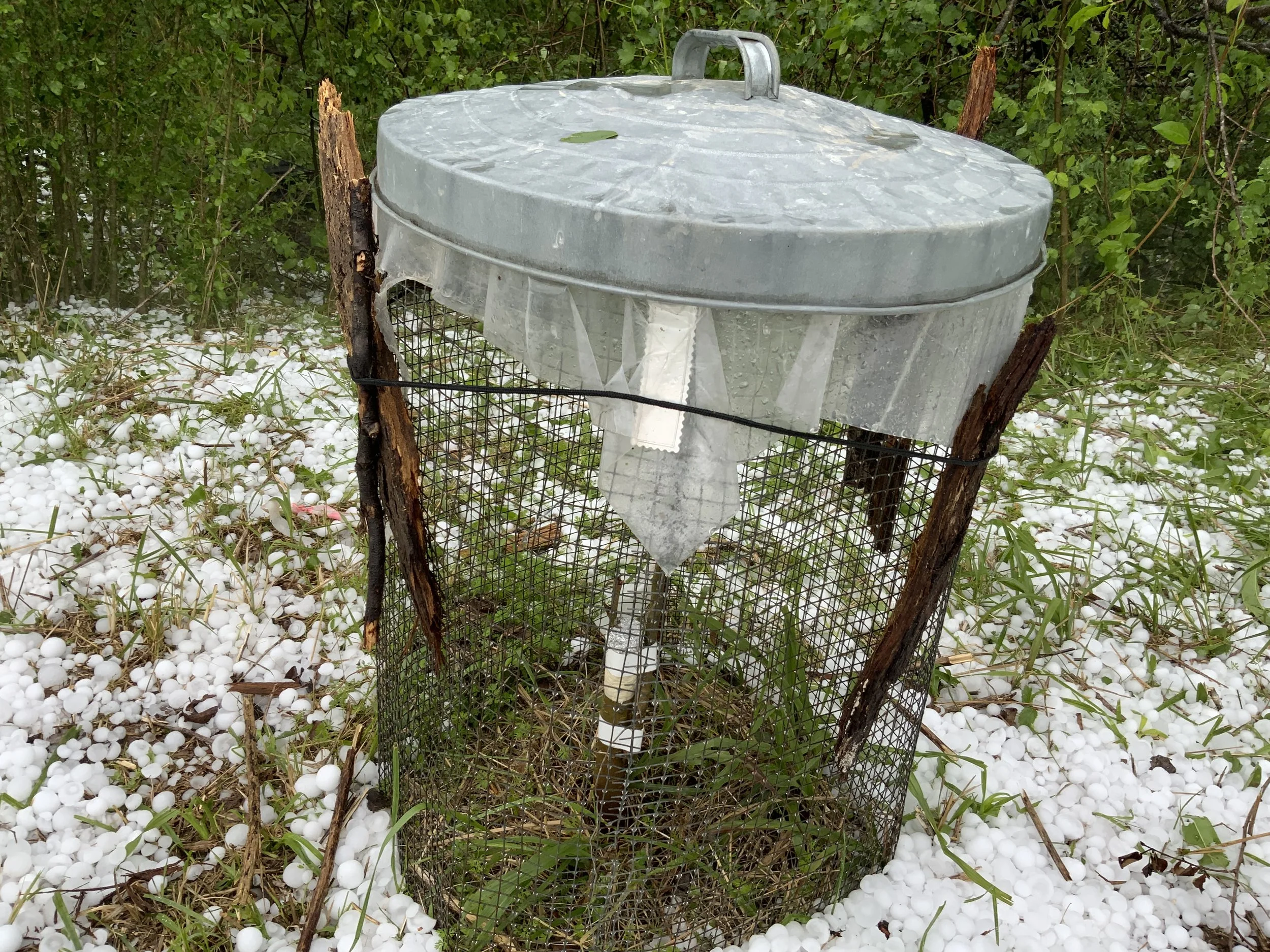A well-protected graft, safe from the storm