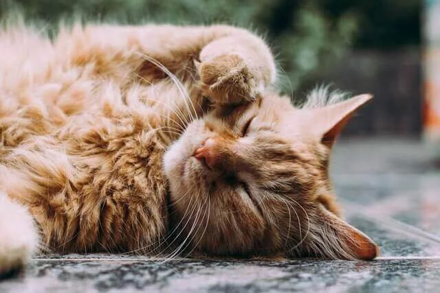 Sleepy cat from Ishida's stories