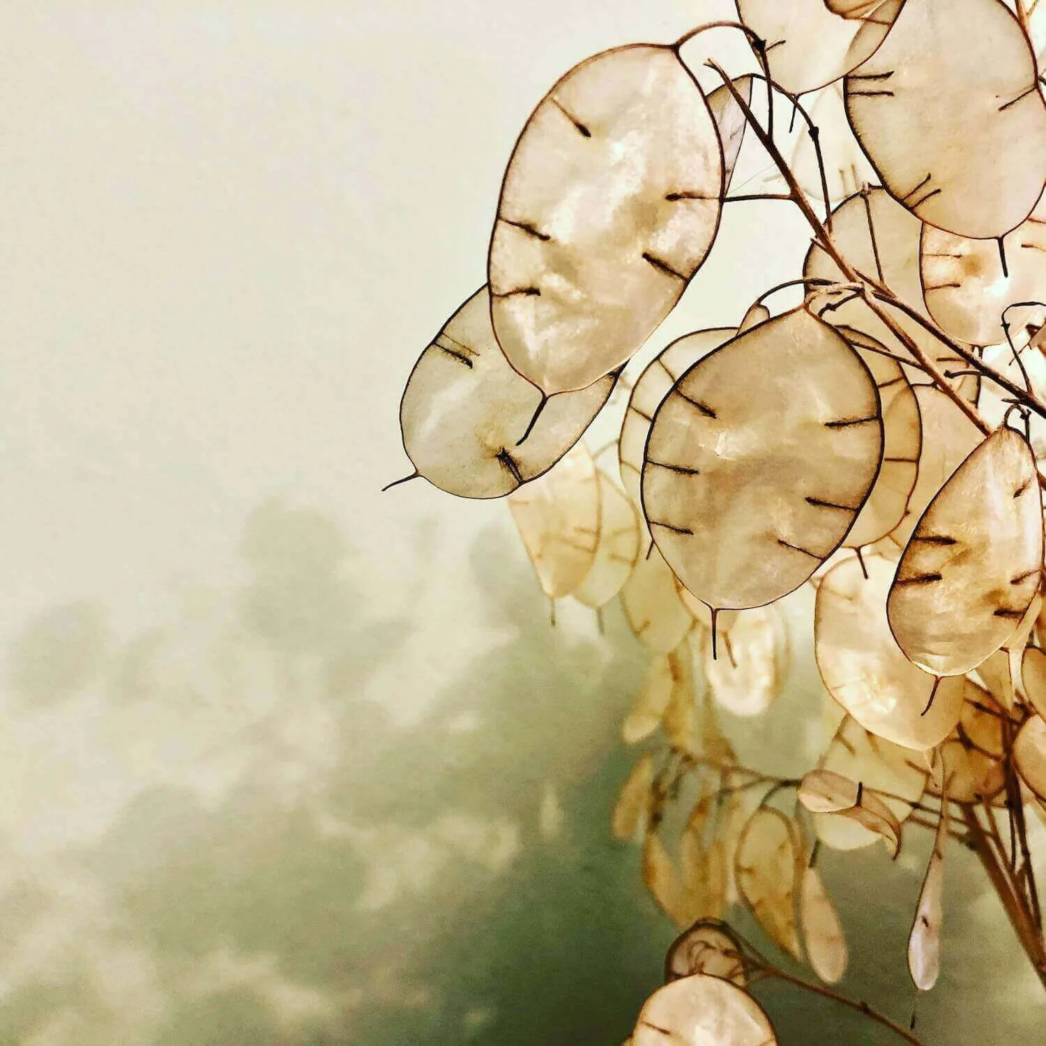 Orly's Love of Plants and Seeds