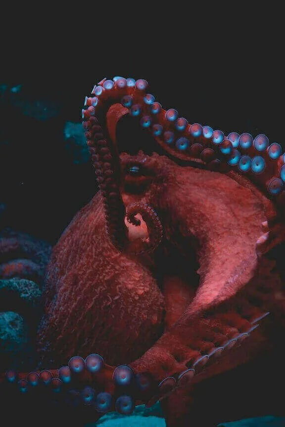 marcellus the octopus