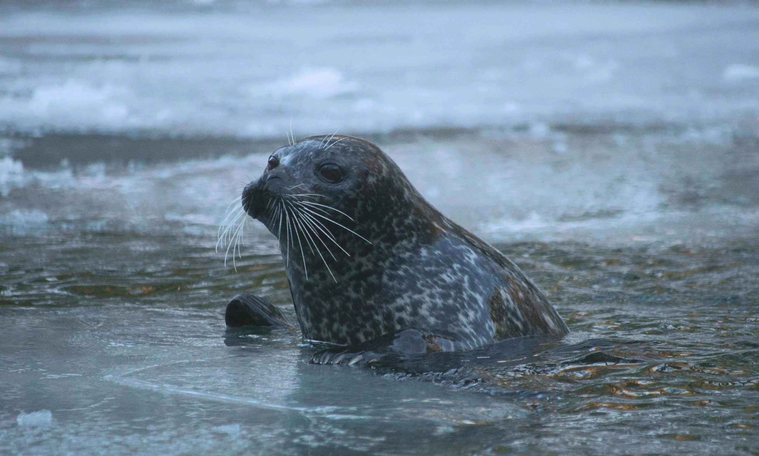 scottish selkies can inspire modern writers