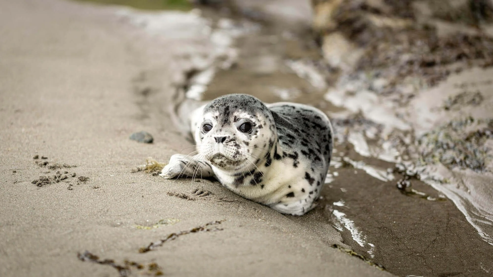 Baby Seal on Shore