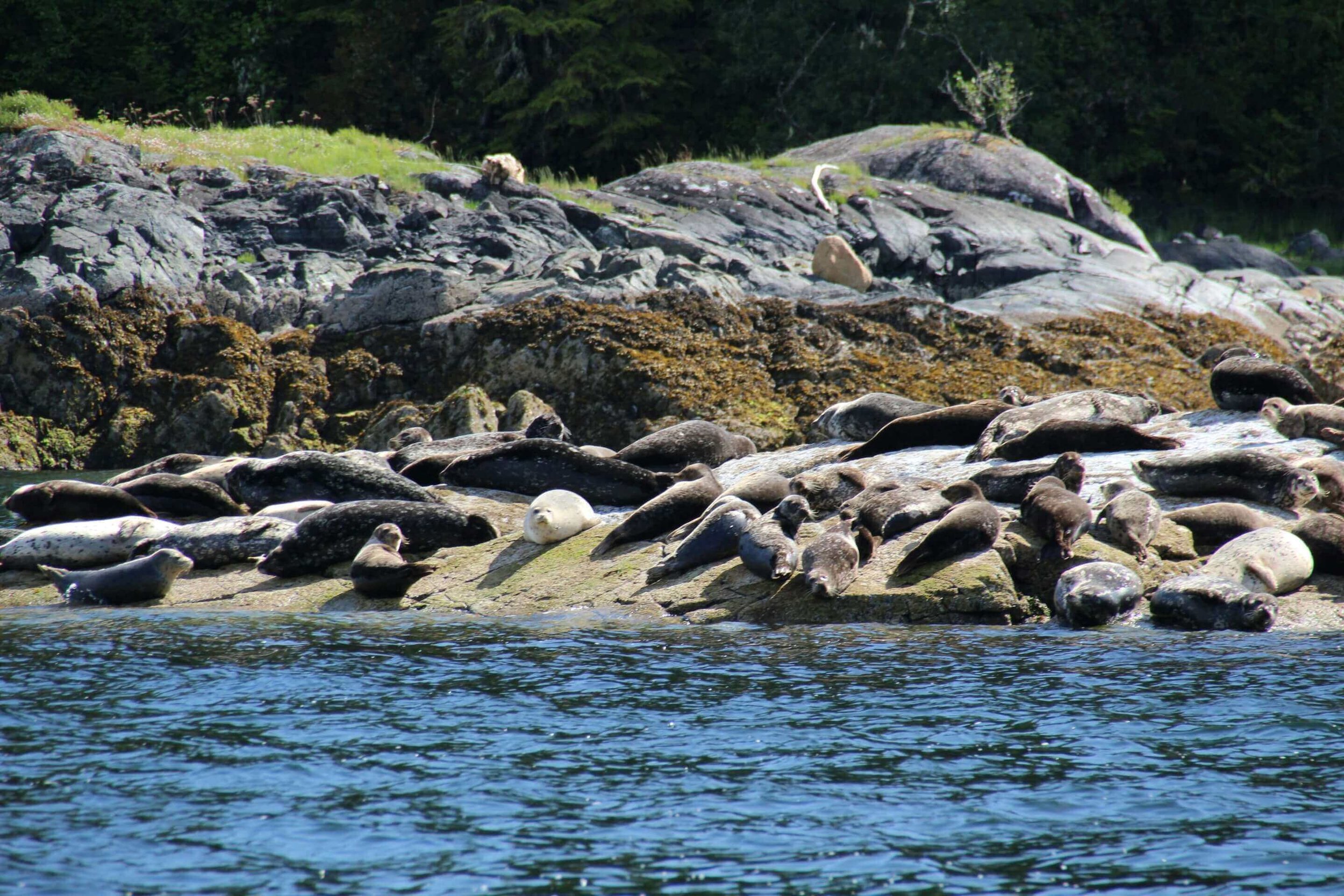 Group of Seals McConaghy's writing