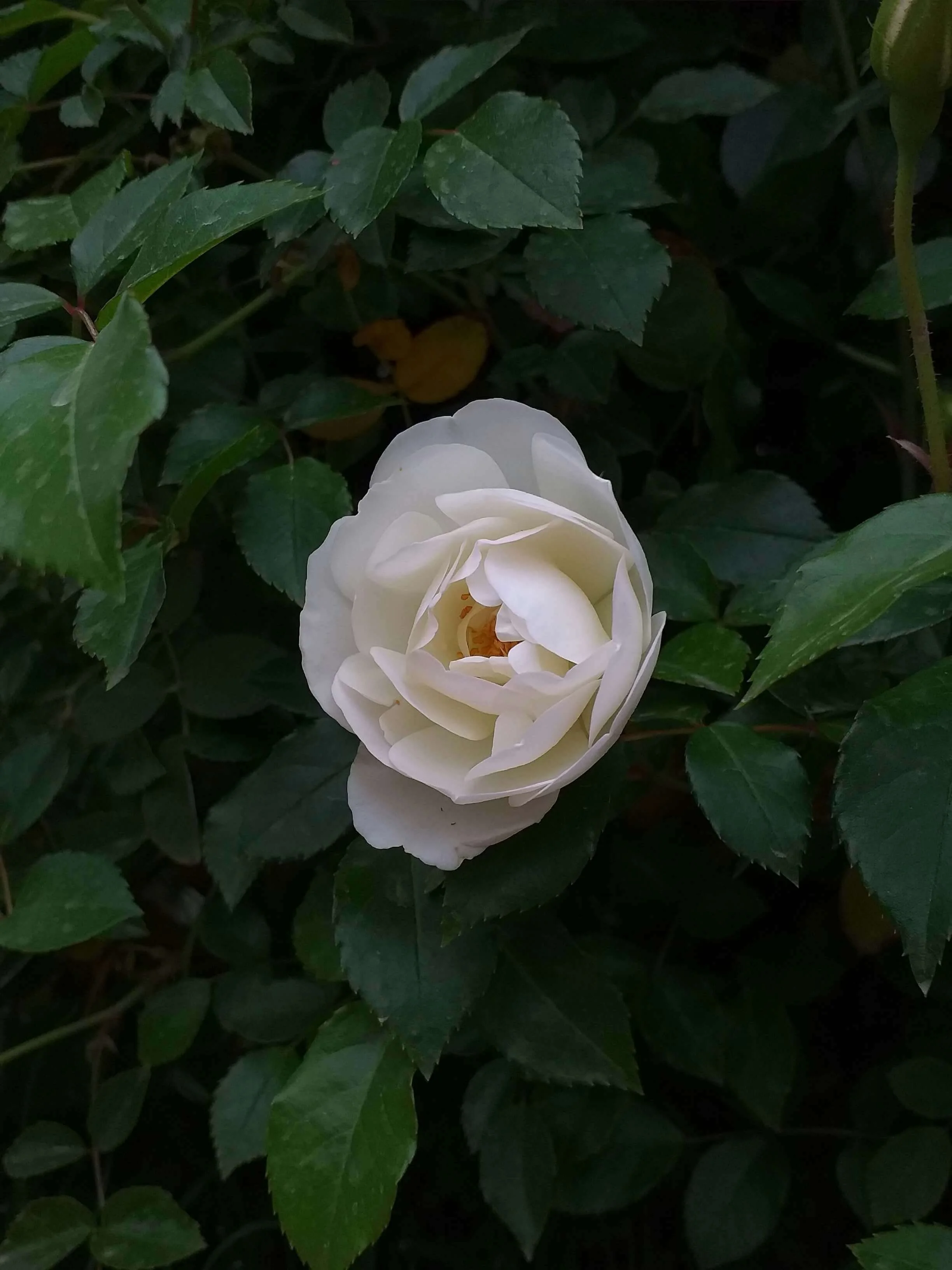 Books should see their characters bloom like a rose