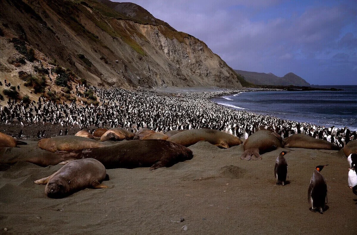 Australia Macquarie Island