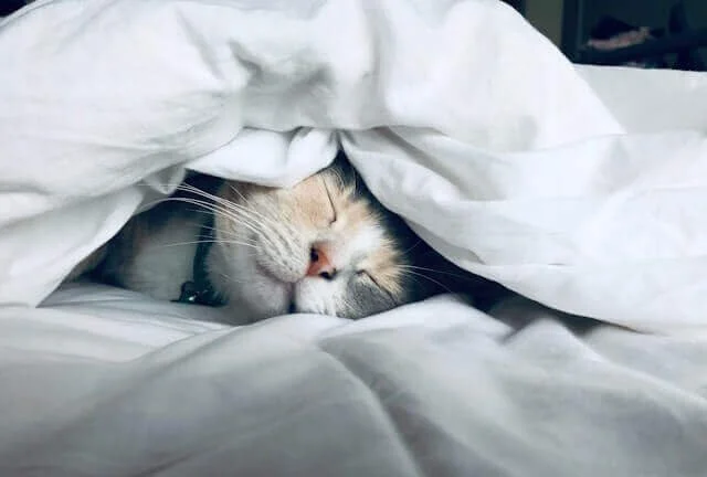 Cat snuggles provide healing