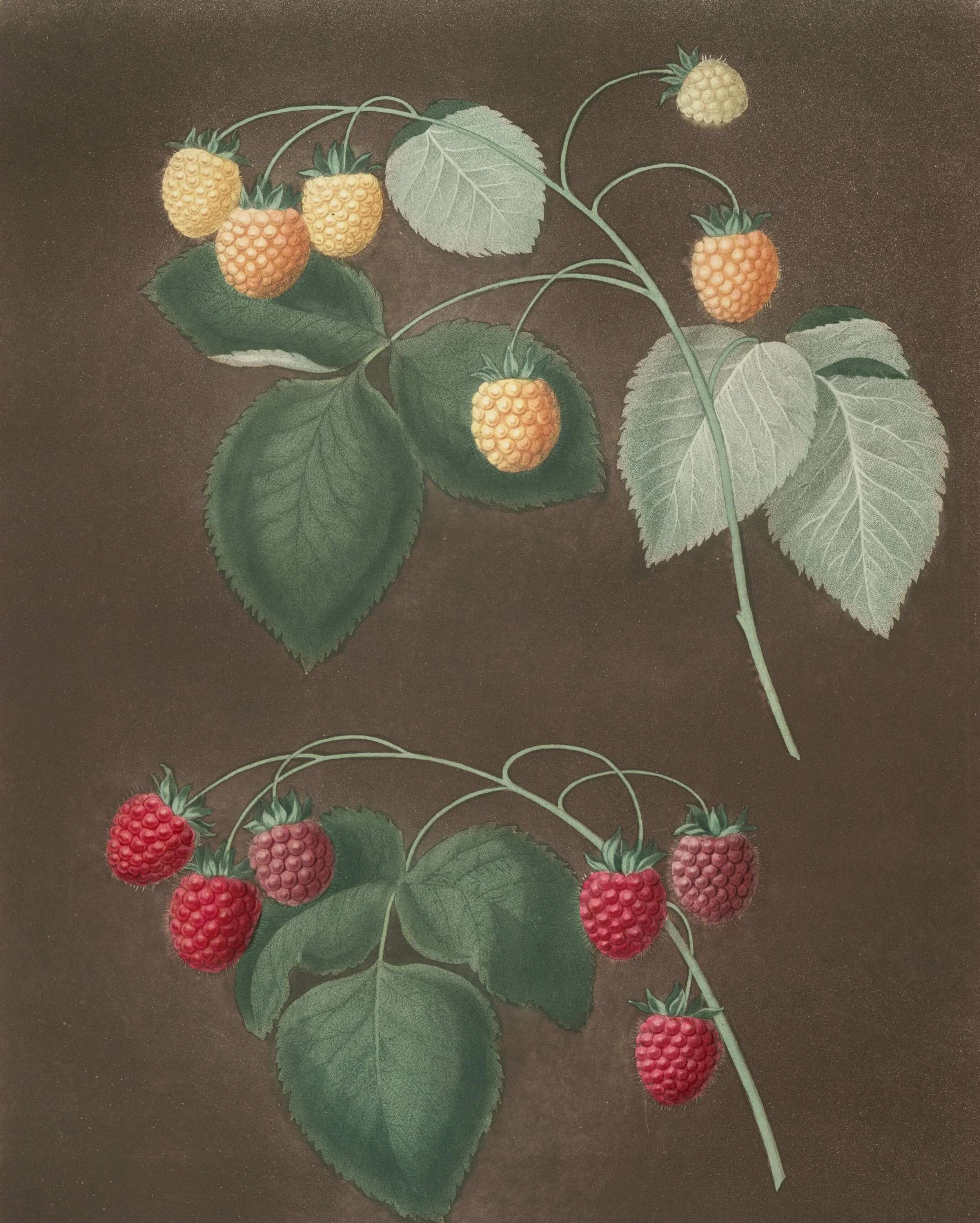 Robin Wall Kimmerer's Lesson on Sustainable Giving