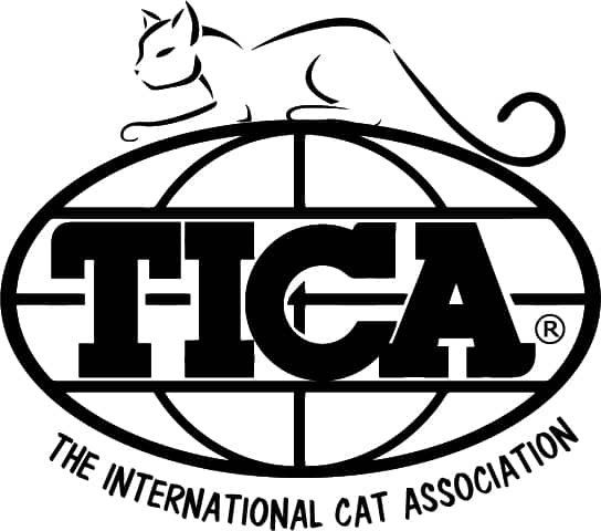 TICA registered cattery Maine Coon Rochester New York