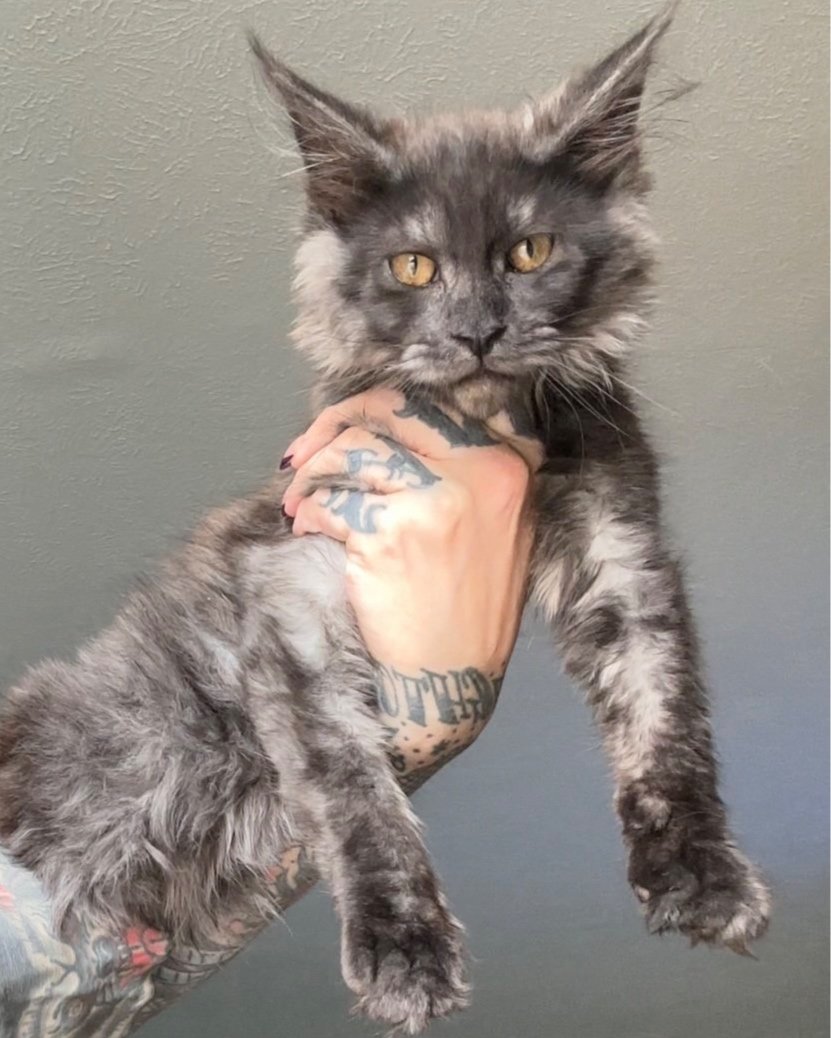 Red cream Maine Coon male kitten at 8 weeks”, “Polydactyl black smoke Maine Coon resting on tree”