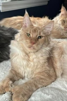 Red cream Maine Coon male kitten at 8 weeks”, “Polydactyl black smoke Maine Coon resting on tree”