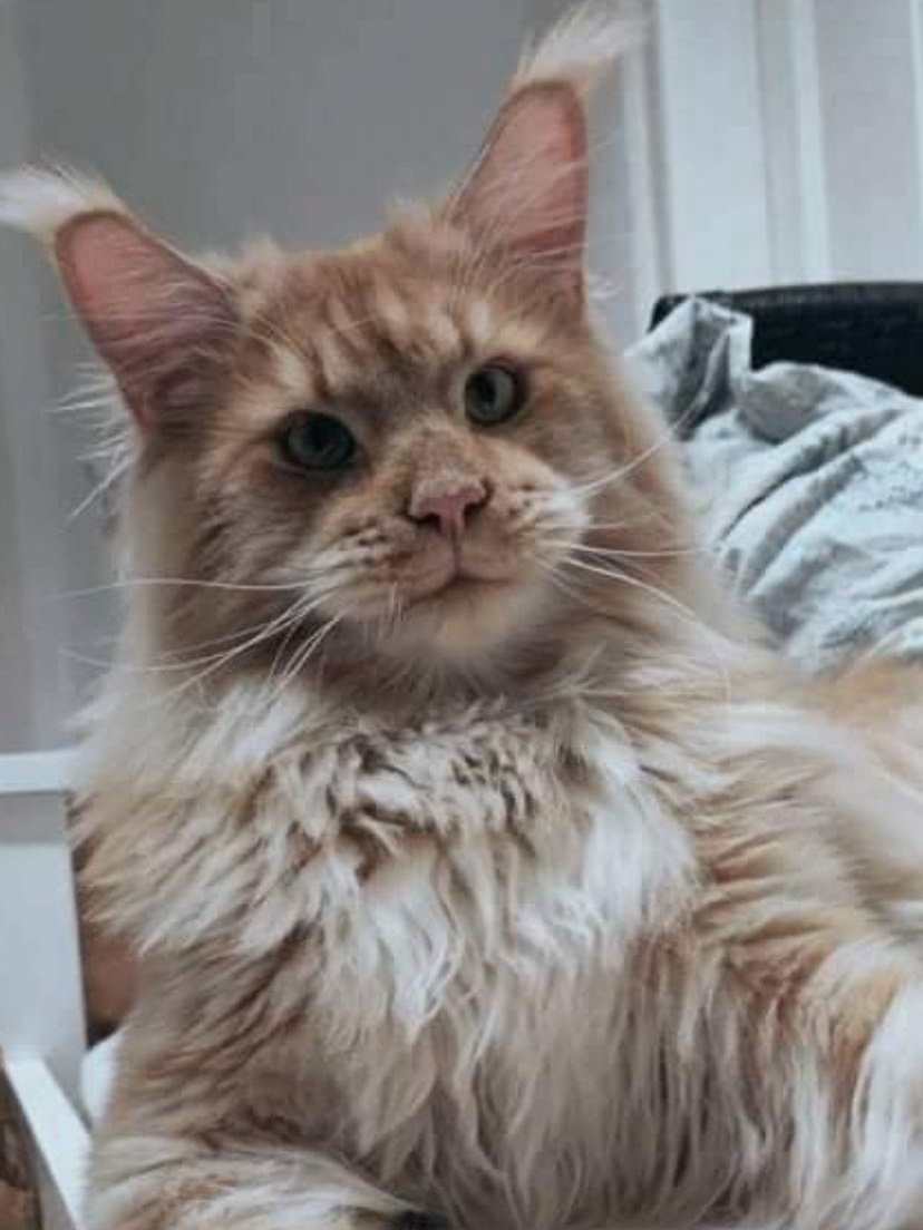 Red cream Maine Coon male kitten at 8 weeks”, “Polydactyl black smoke Maine Coon resting on tree”