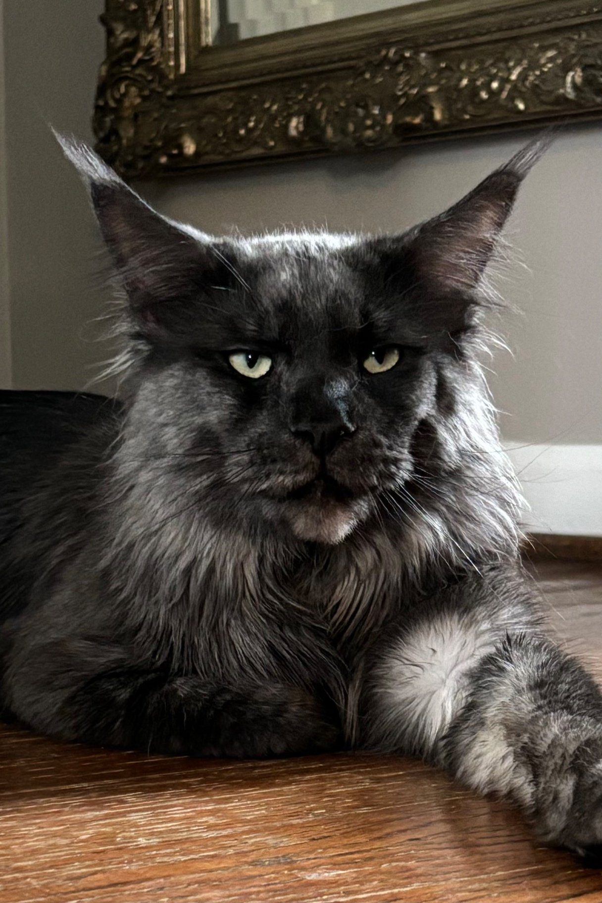 Red cream Maine Coon male kitten at 8 weeks”, “Polydactyl black smoke Maine Coon resting on tree”