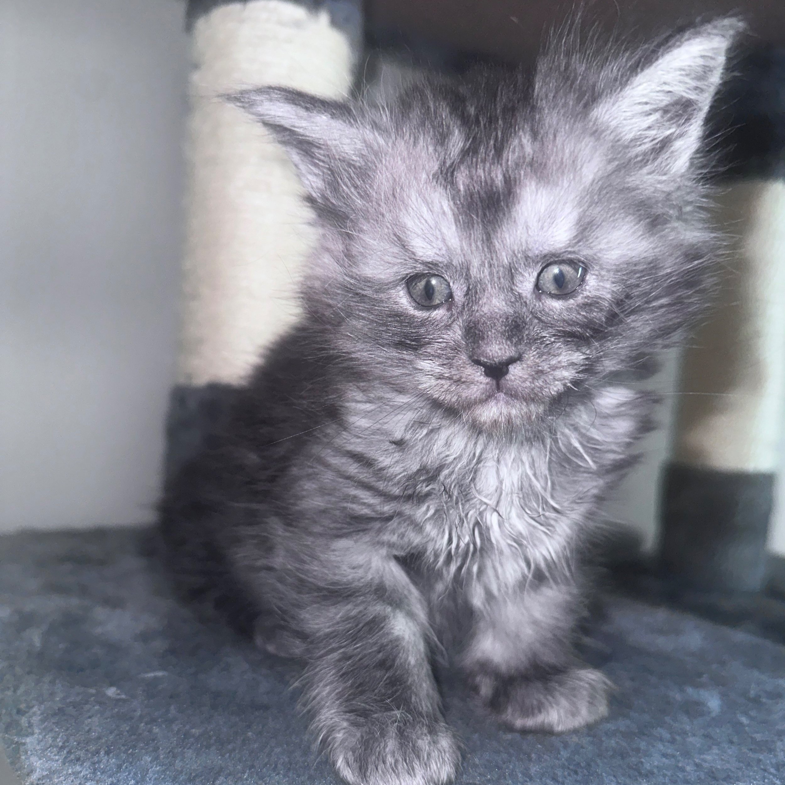 black smoke maine coon kitten
