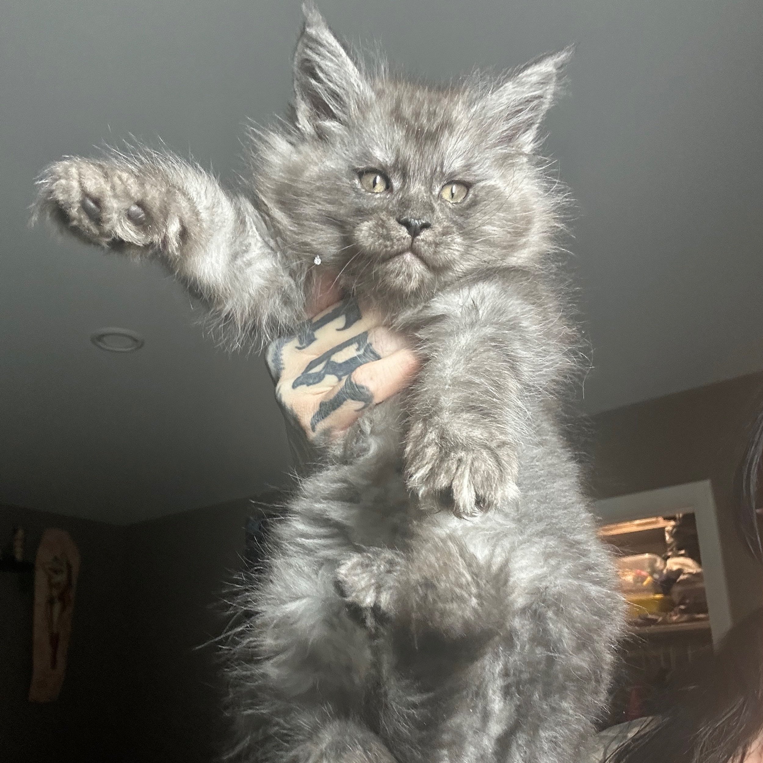 Red cream Maine Coon male kitten at 8 weeks”, “Polydactyl black smoke Maine Coon resting on tree”