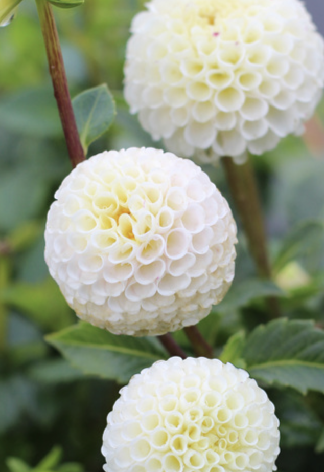 Screenshot 2026-04-25 at 10.04.36 AM.png