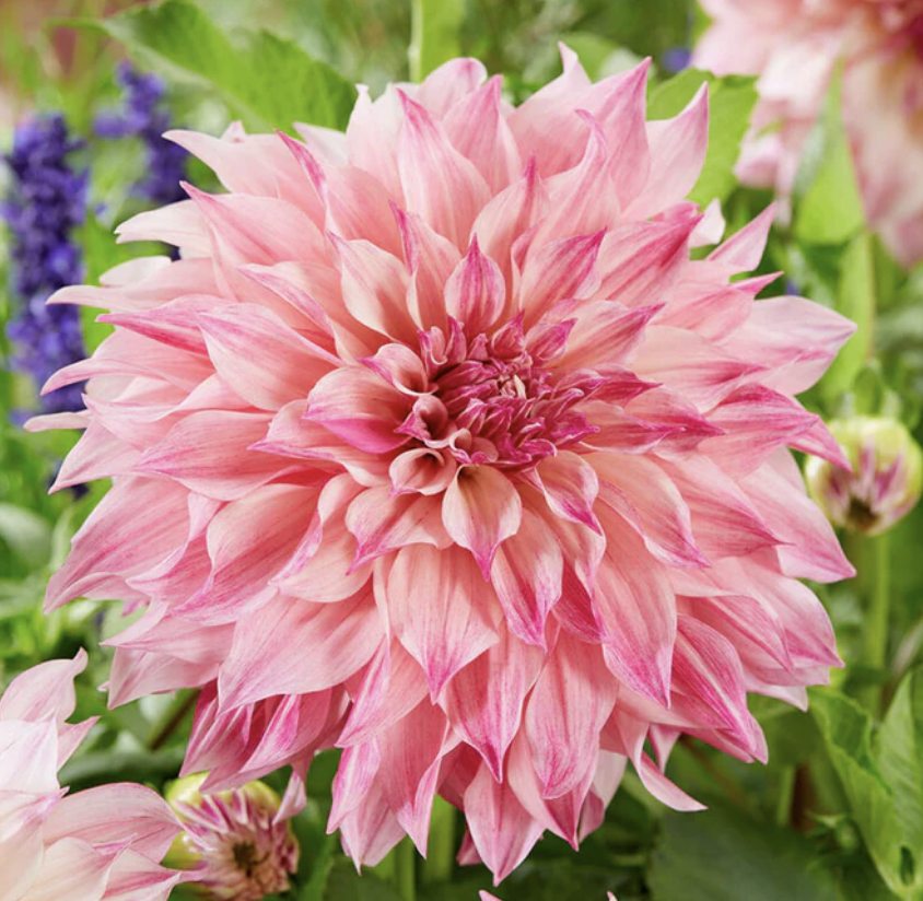 Screenshot 2026-04-25 at 10.49.07 AM.png