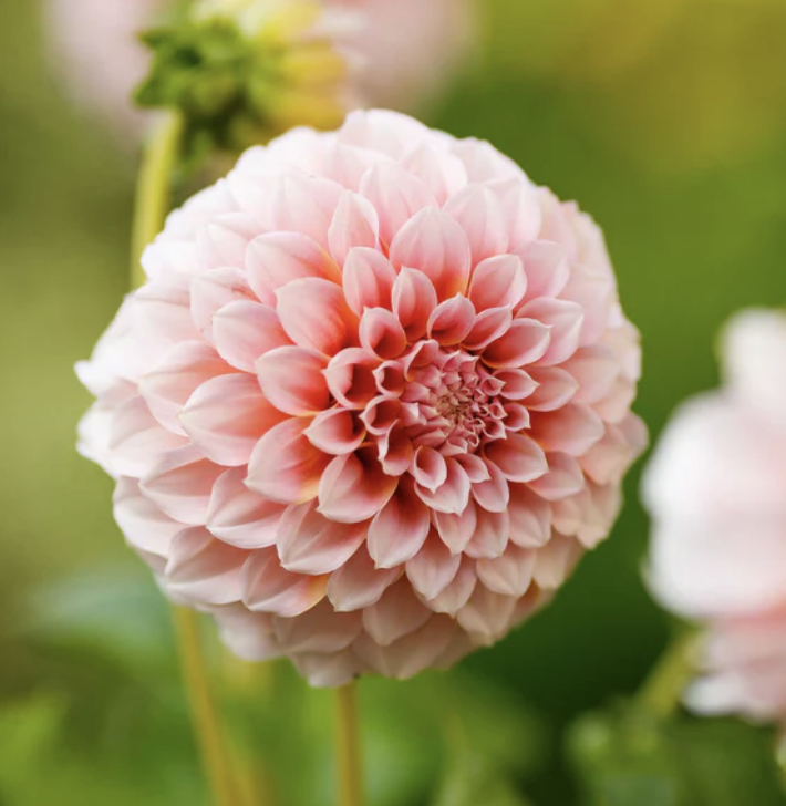 Dahlia Tuber - Peaches