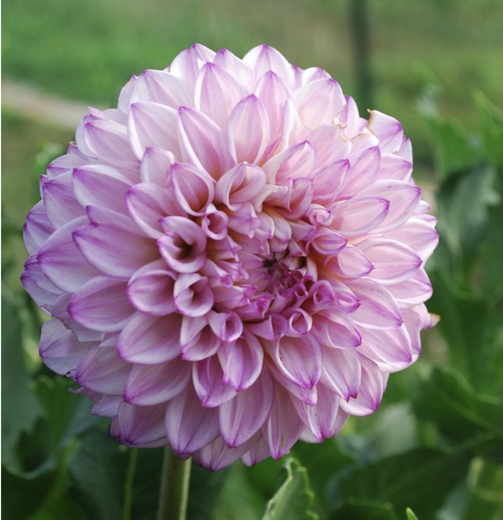 Screenshot 2026-04-25 at 9.56.36 AM.png