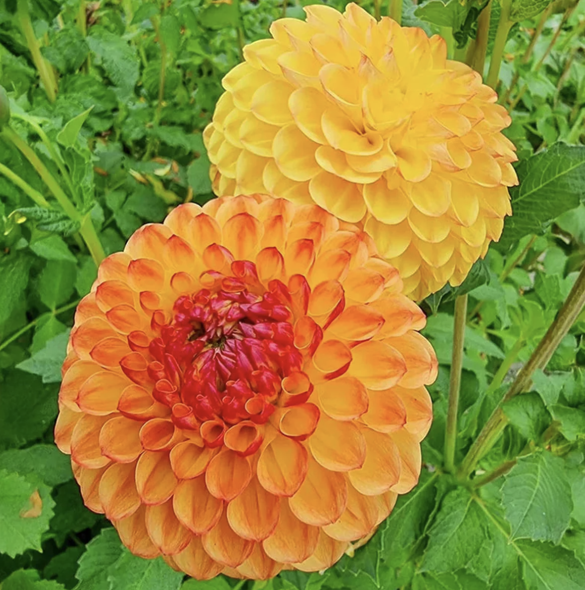 Screenshot 2026-04-25 at 9.58.42 AM.png