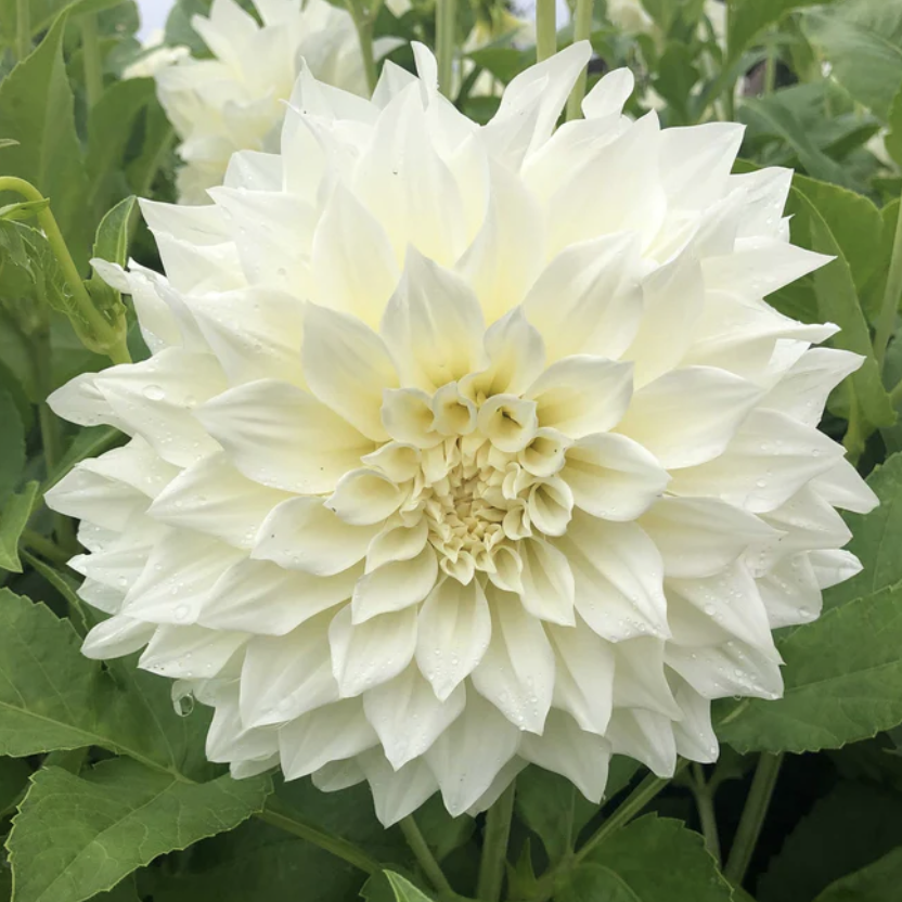 Dahlias Tuber -  Cafe Au Lait Supreme