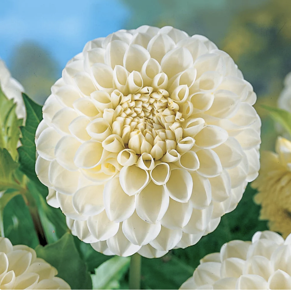 Dahlia Tuber - Boom Boom White