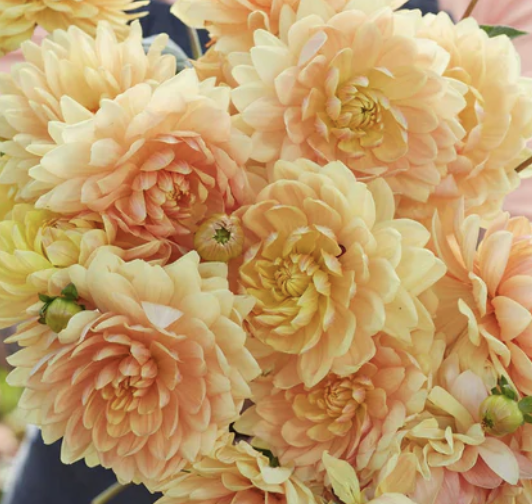 Dahlia Tuber - Rancho