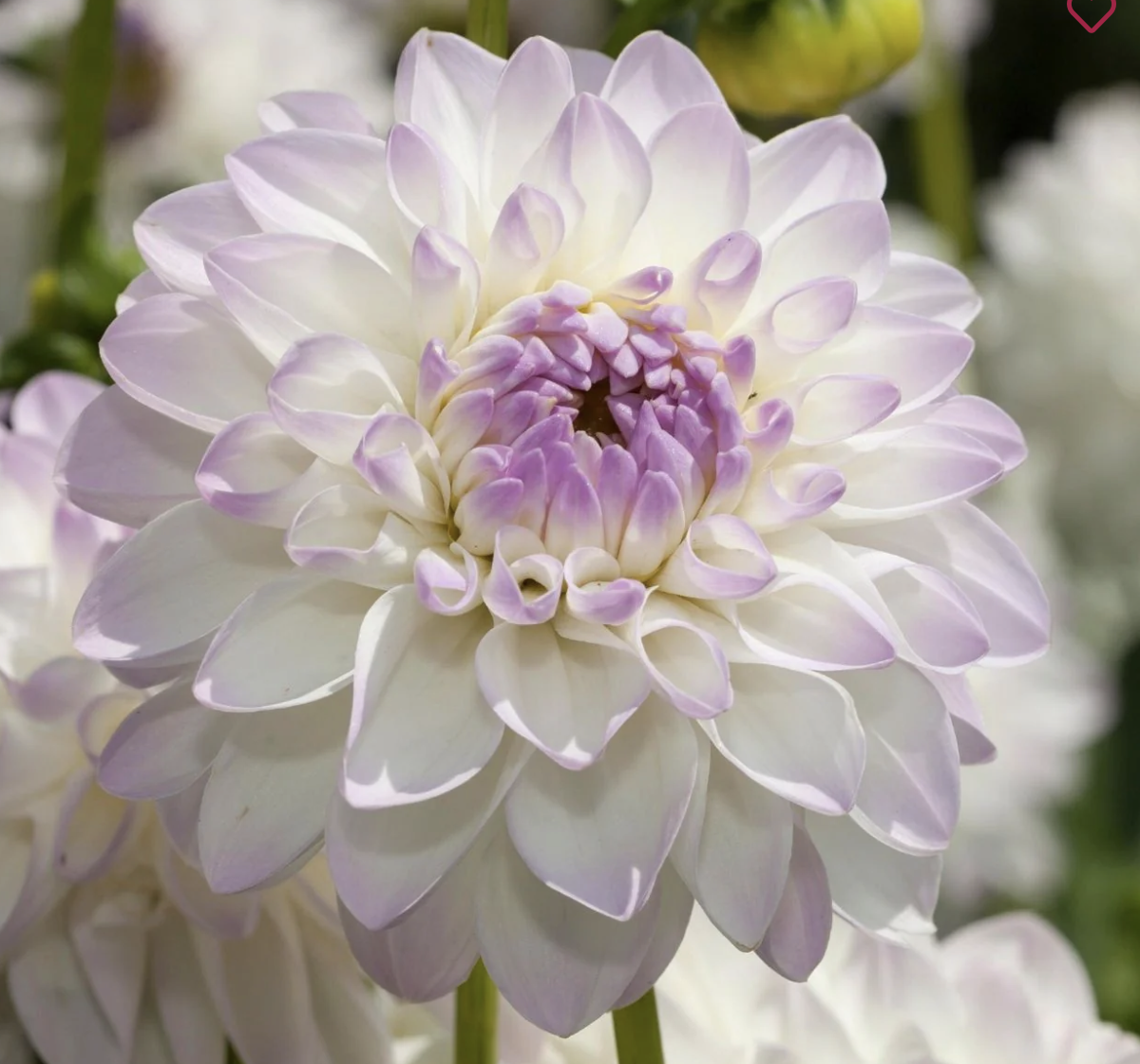 Screenshot 2026-04-25 at 9.57.57 AM.png